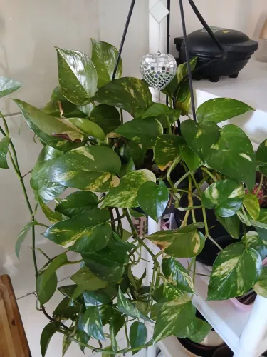 Jiboia linda vendo a muda ou já grande planta linda fácil de cuidar 
