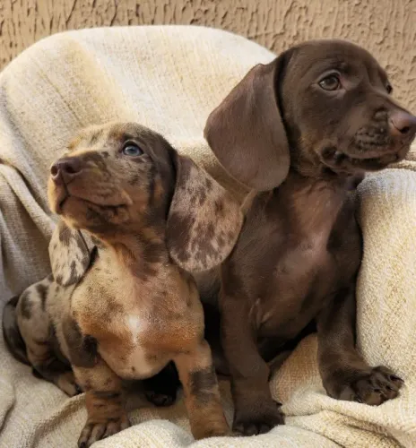 Dachshund: sua família combina com um salsichinha?