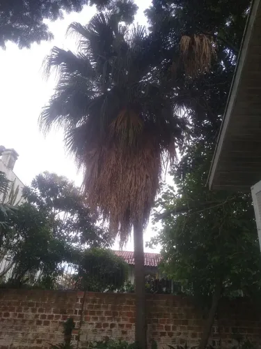 Coqueiros 