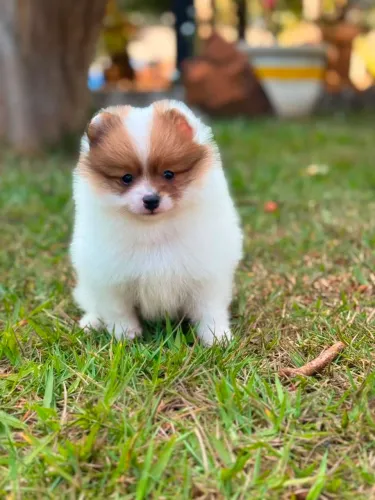 Spitz alemão Lulu da Pomerânia fêmeas e machos disponíveis whts *42