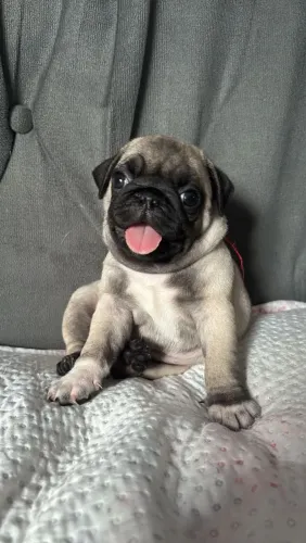Filhote Pug raça pura