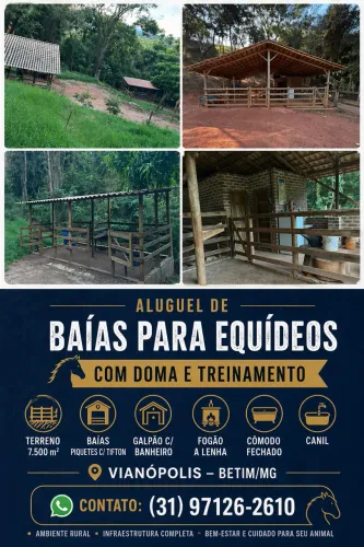 Aluguel de baías, doma e treinamento para cavalos