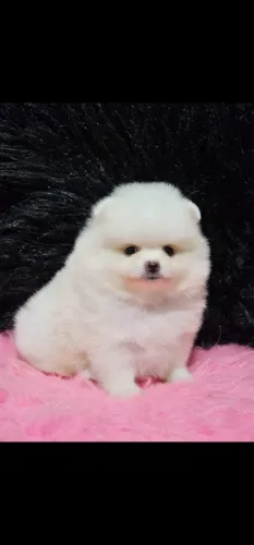 Filhotes de Lulu da pomerania