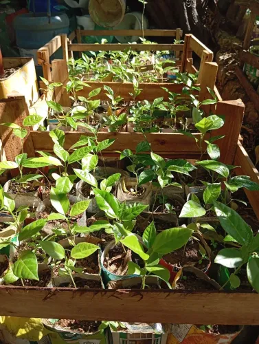 Mudas de Maracujá Azedo e Maracujá Doce... atacado 5 reais acima de 50 unidades
