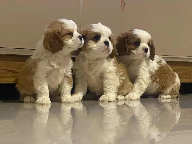 Cavalier filhotes machinhos a pronta entrega e fêmea 