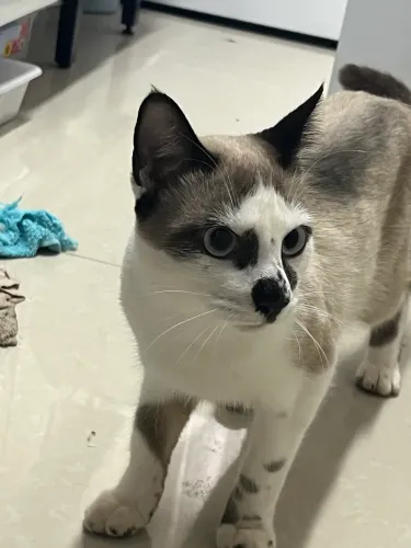 Estou doando este gato carinhoso !