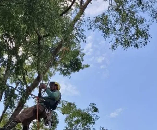Poda, corte de árvore ? limpeza de terreno e sítio 