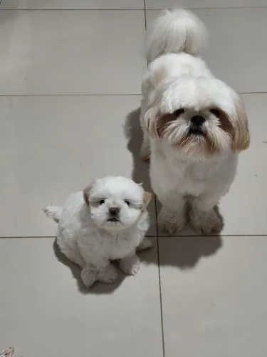 Filhote de cachorro shitzu