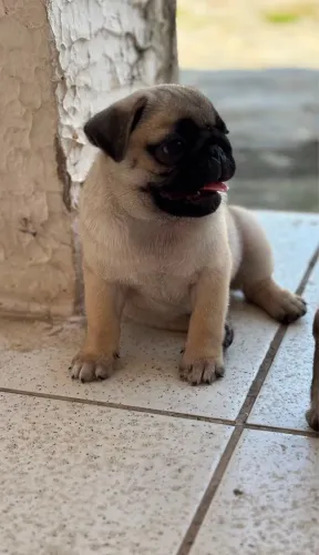 Filhotes pug