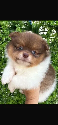 Spitz alemão anão macho e fêmea 