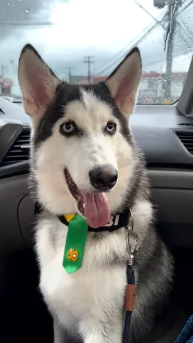 Husky a procura de uma namorada