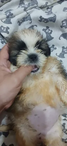 Vendo shitzus fêmeas...Fusinho gelado e coração quentinho,a bolinha de pelos mais linda.