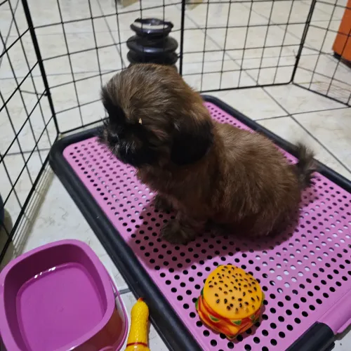 Filhote Shih Tzu Macho 45 Dias Puro