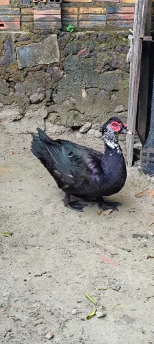 Casal de patos 