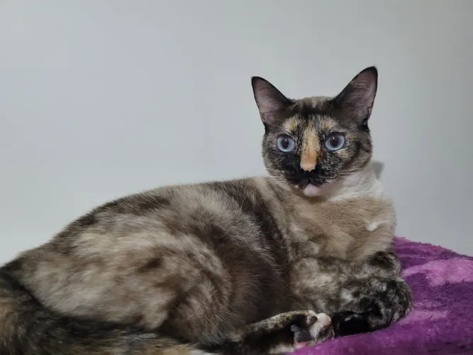 Doação de gatinha
