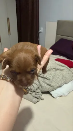 Vende se cachorro macho 