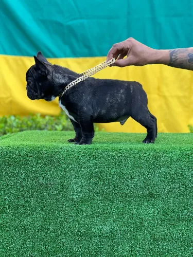 Buldogue francês-pedigree 
