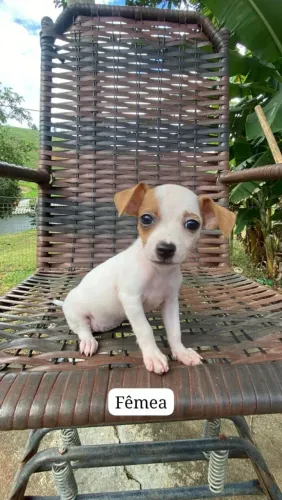 Filhotes de Pinscher