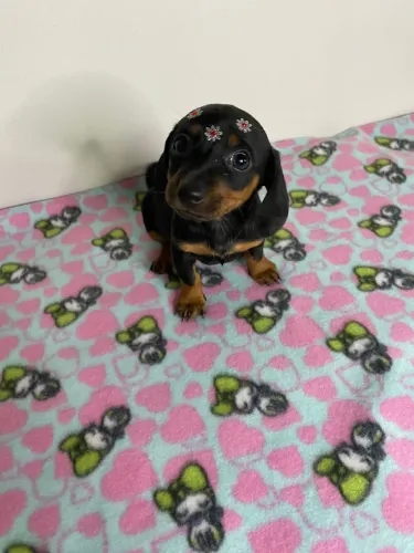 Filhotes dachshund