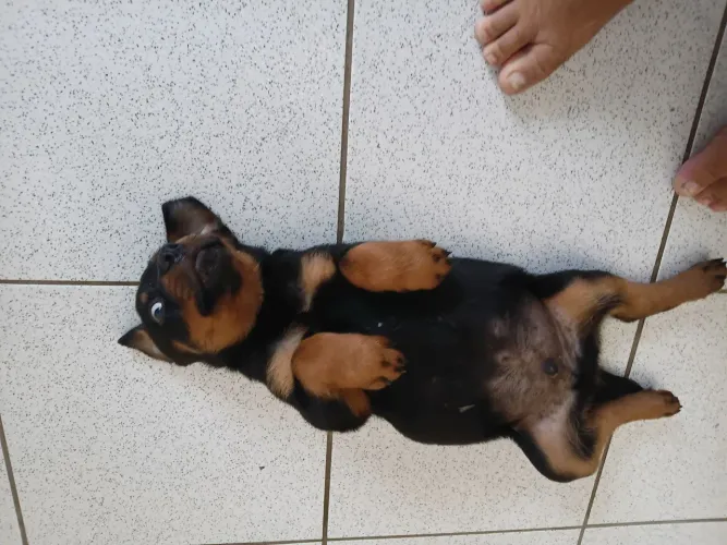 VENDO FILHOTE DE ROTTVALIER 3 MESES.