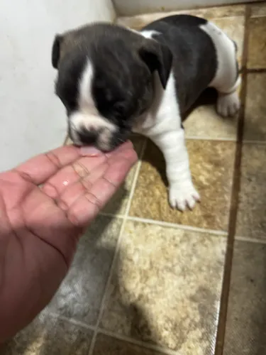 Buldogue Francês a venda