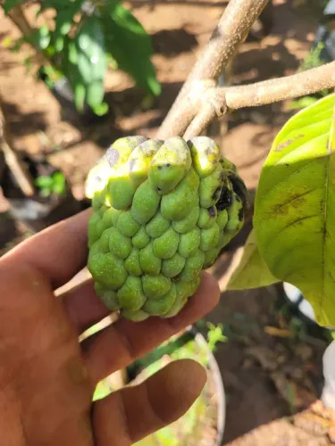 Mudas Frutíferas Enxertadas