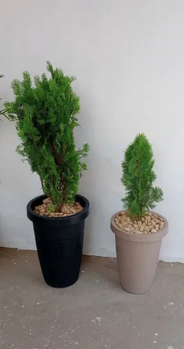 Plantas ornamentais em vasos