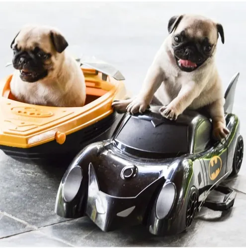 Pug - filhotes de alma Alegre para sua familia