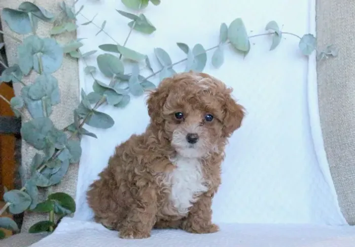 Poodle mini vermelho premium e dócil