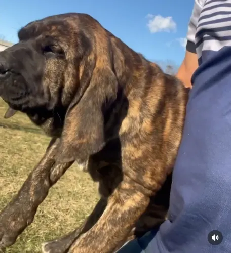 filhote fila brasileiro alto padrão país com pedigree