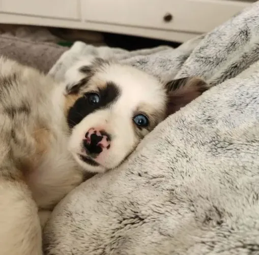 Filhotes de Border Collie | Filhotes lindos e brilhantes!