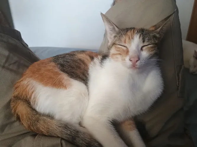 Doação Gata Filhote Castrada 