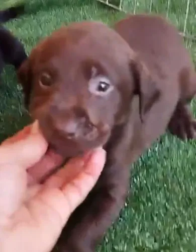 Labrador filhote com porte incrível!
