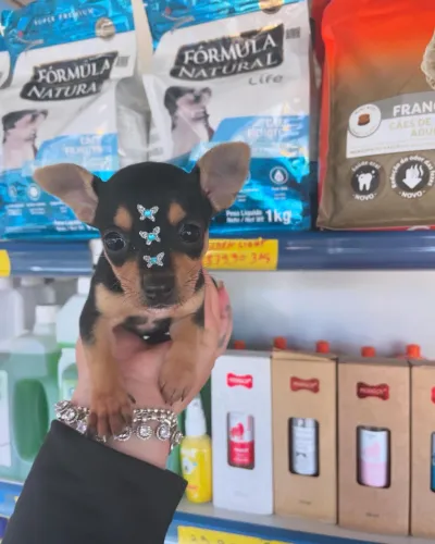 Pinscher fêmea miniatura $2.500,00