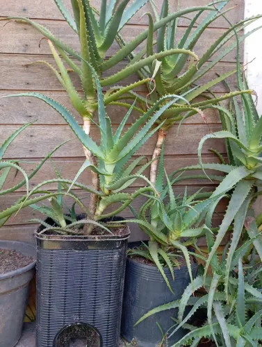 Planta Babosa Arborecens Adulta