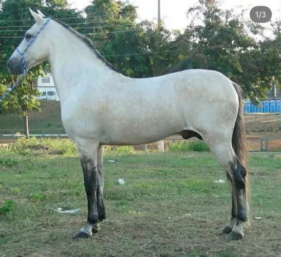 Corbetura Cavalo Mangalarga Marchador - Puro Sangue