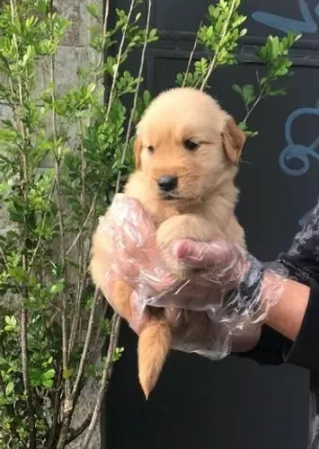 Golden Retriever- Segurança total: vacinado e com contrato assinado!