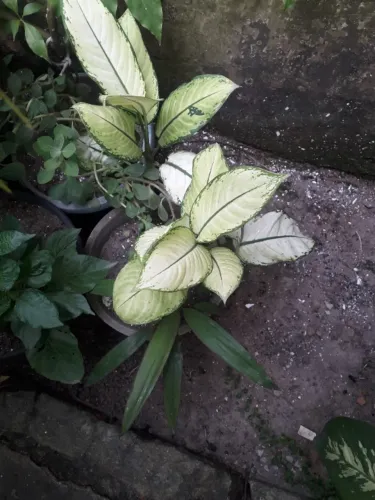 Plantas para seu jardim....