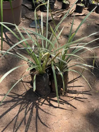 Somos Fornecedor Liriopolis