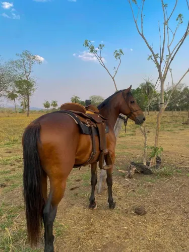 Cavalo QM