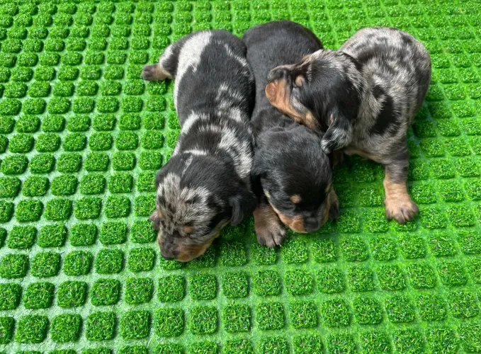 Dachshund (Miniatura )