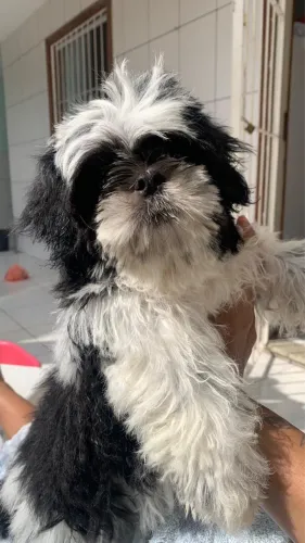 Shitzu - carinhoso e brincalhão R$550,00