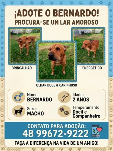 Adote o Bernardo 