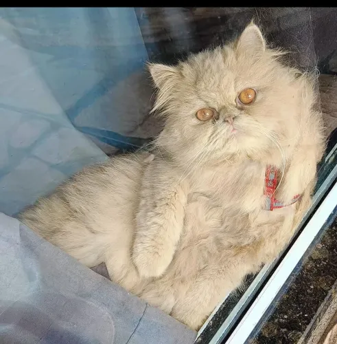 Procuro gato persa macho