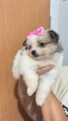 Zpits alemão fêmea anazinha