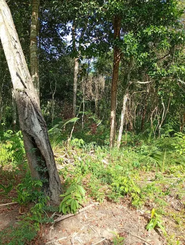 Vende-se um terreno de 13 por 100 na comunidade são Pedro