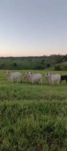 Belíssima fazenda de 1080 t, estruturada, com rio e muito capim