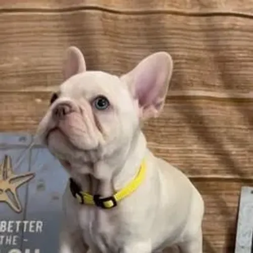 Bulldog Francês,Bulldog Francês Filhote Disponível Alta Qualidade