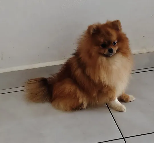 Lulu fêmea pra doação, o adotante paga castração.