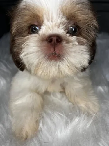 Fêmea Shih-Tzu disponível